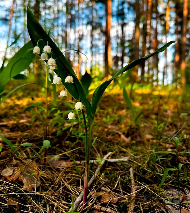 013-upmali-0.5ha-hutor.jpg