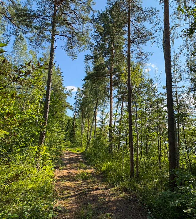 2.5ha-ildzs-geranimovas-hutor-lv-012.jpg