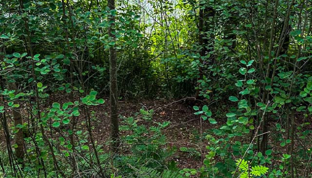 2.5ha-ildzs-geranimovas-hutor-lv-016.jpg