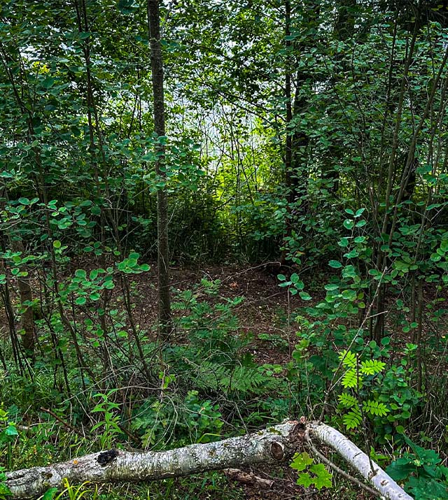 2.5ha-ildzs-geranimovas-hutor-lv-016.jpg