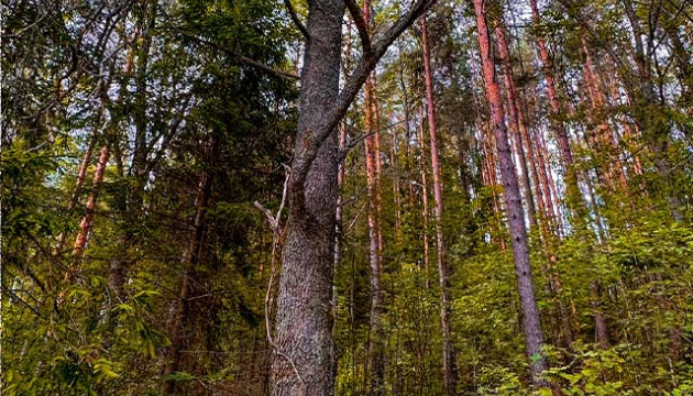 2.5ha-ildzs-geranimovas-hutor-lv-01.jpg