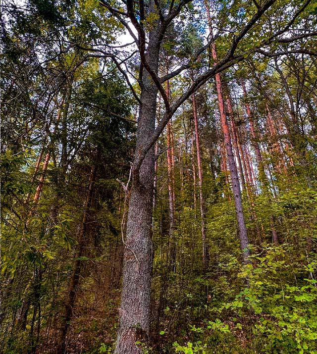 2.5ha-ildzs-geranimovas-hutor-lv-01.jpg