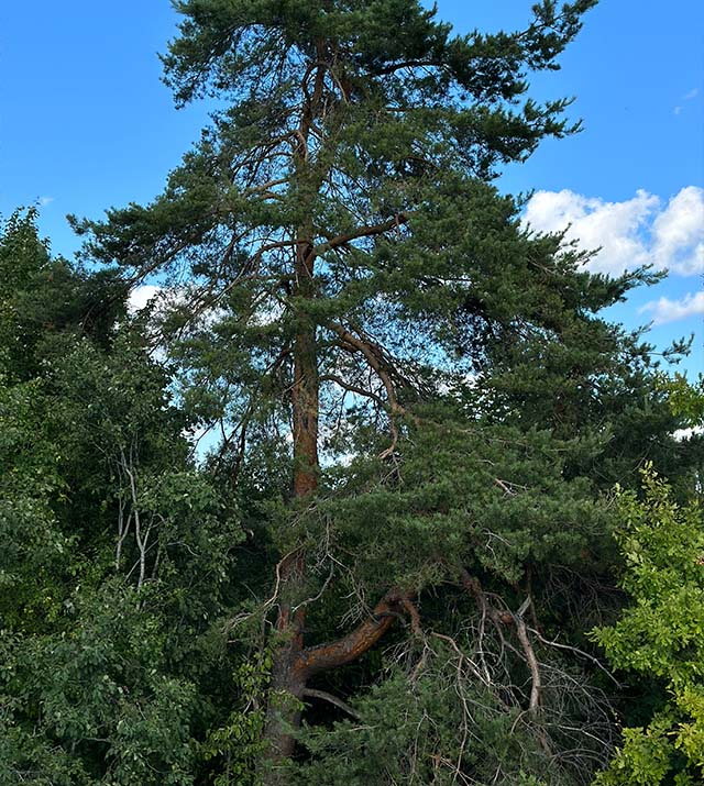 dridzis_janu_setas-andreja_osta-12ha-hutor_lv-014.jpg